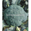 Hybrid broccoli seeds for growing-Better